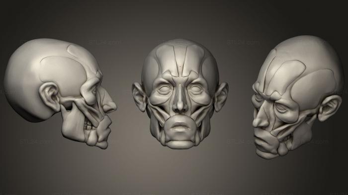 Anatomy of skeletons and skulls (Facial corch, ANTM_1189) 3D models for cnc